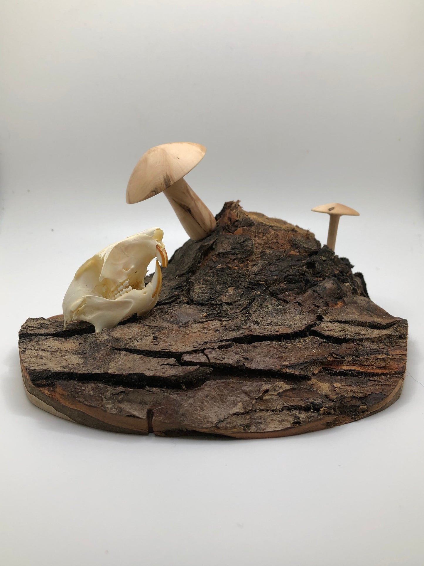 Handmade Skull and Mushrooms Display