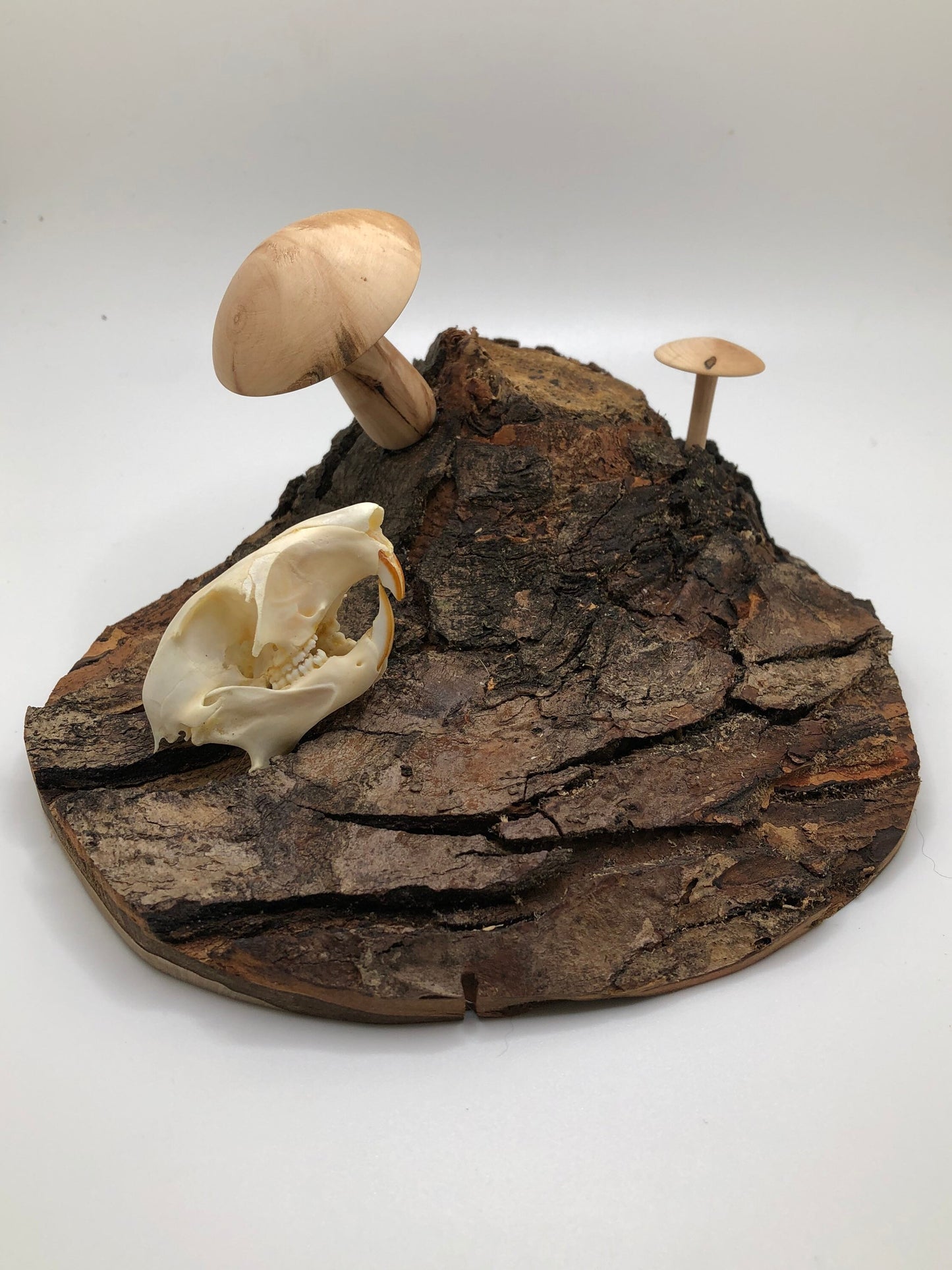 Handmade Skull and Mushrooms Display