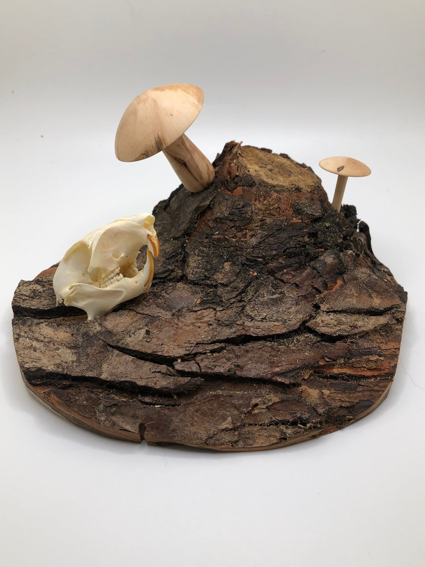 Handmade Skull and Mushrooms Display