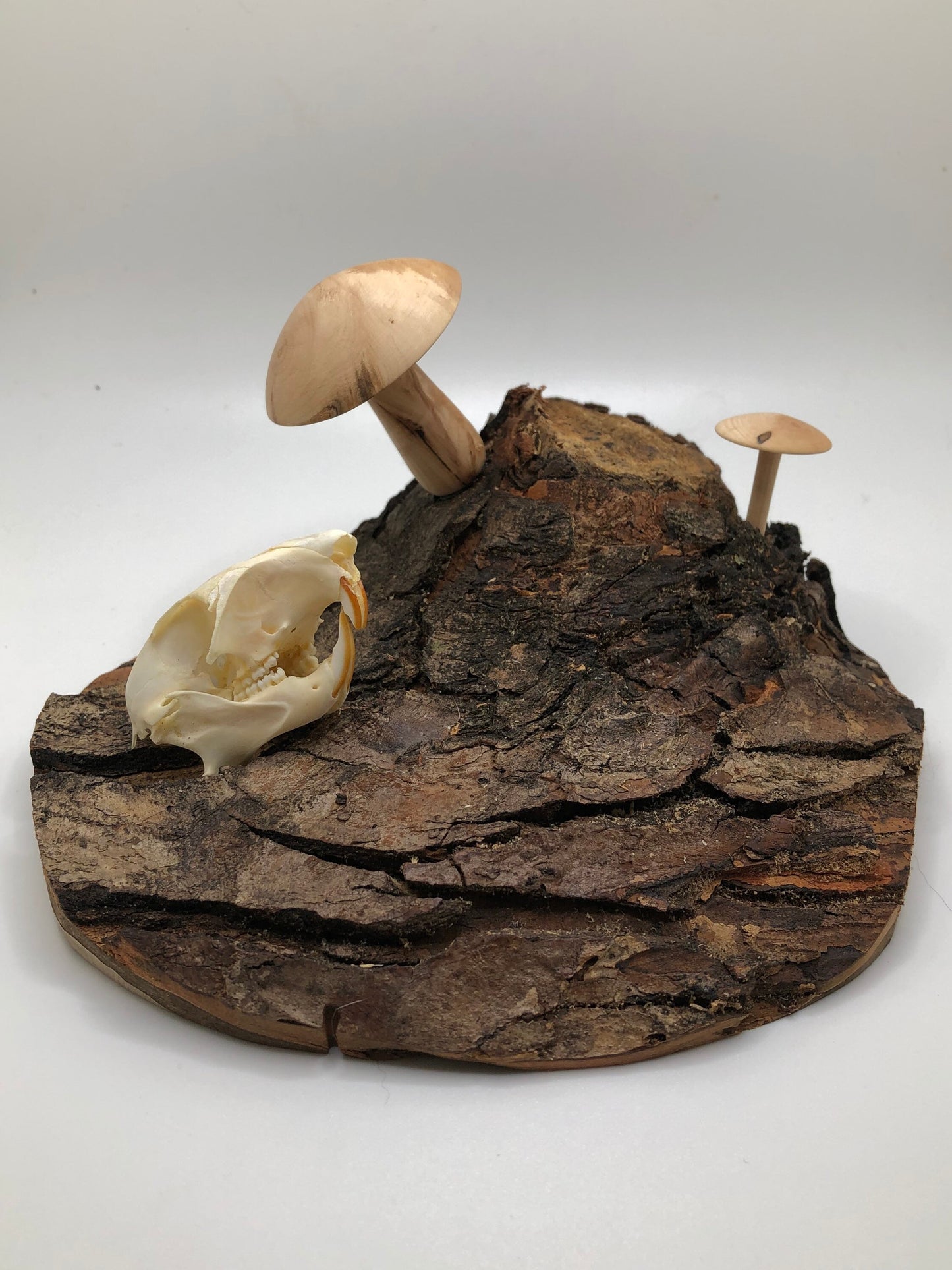 Handmade Skull and Mushrooms Display