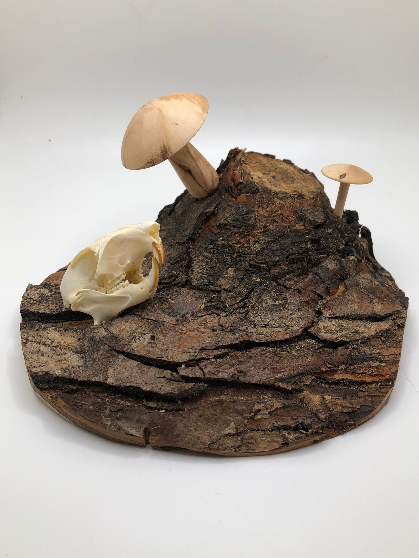 Handmade Skull and Mushrooms Display