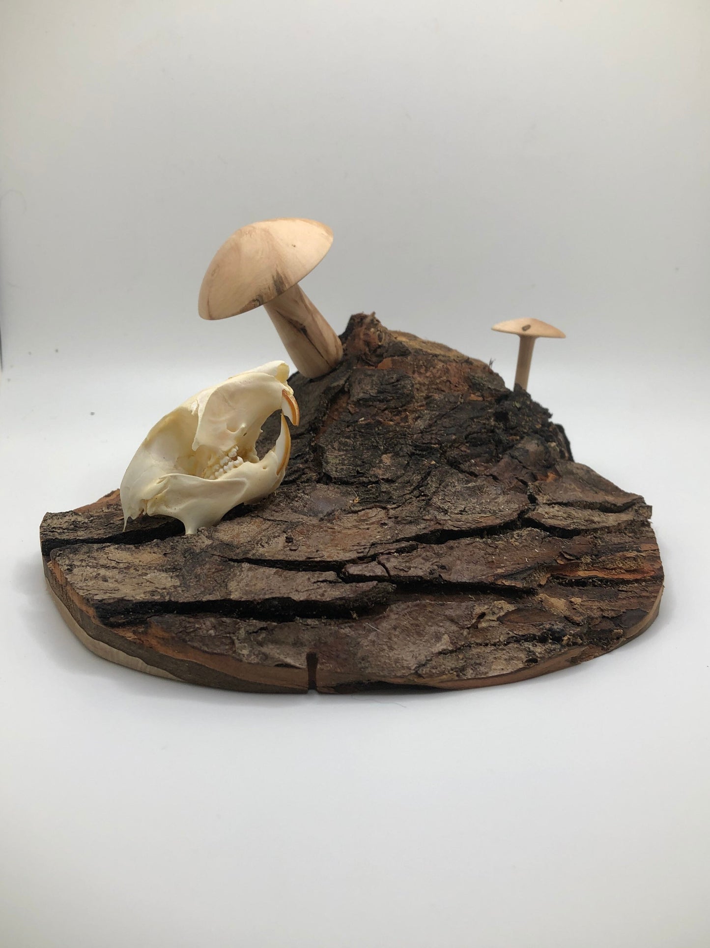 Handmade Skull and Mushrooms Display