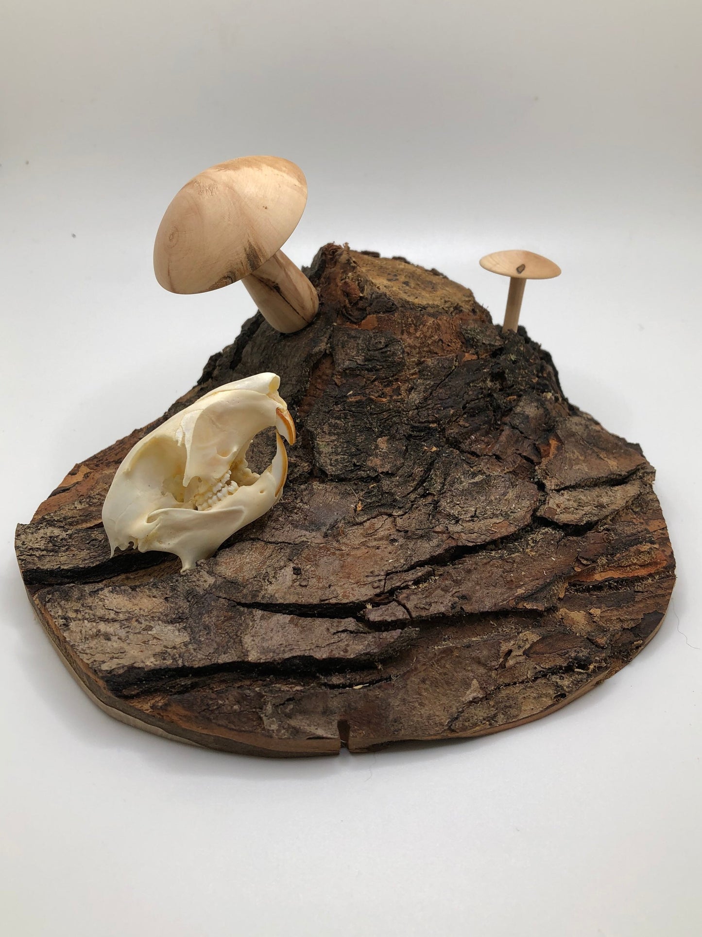 Handmade Skull and Mushrooms Display