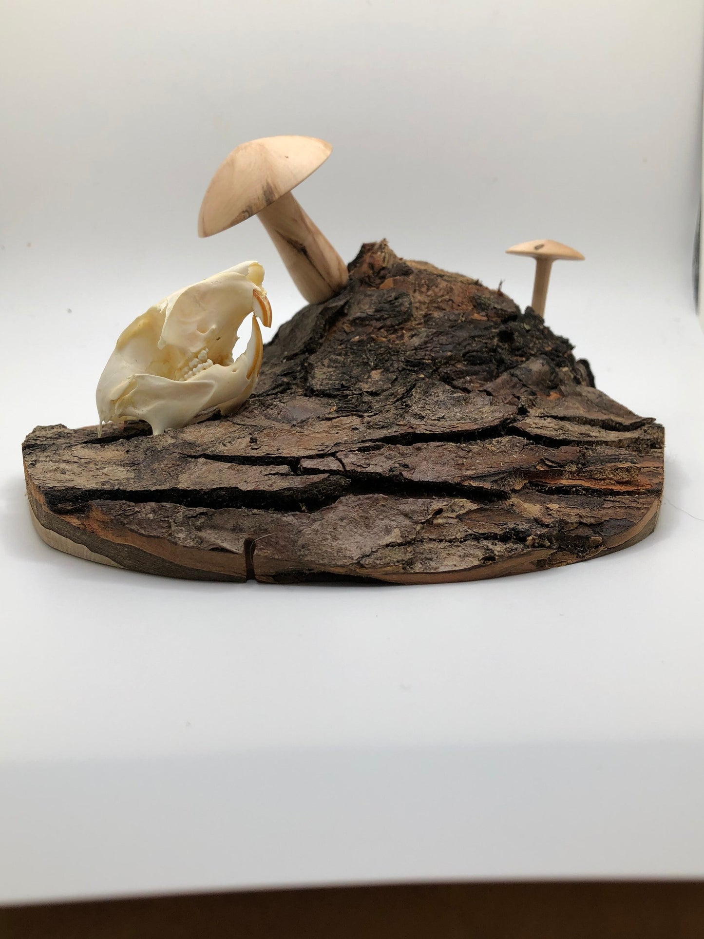 Handmade Skull and Mushrooms Display