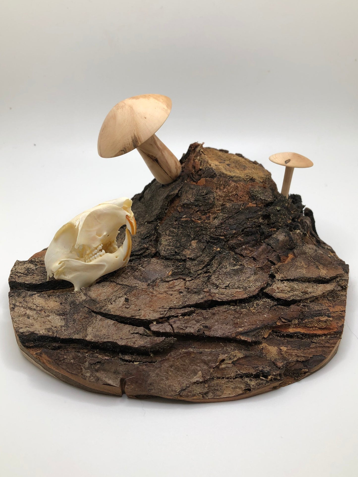 Handmade Skull and Mushrooms Display