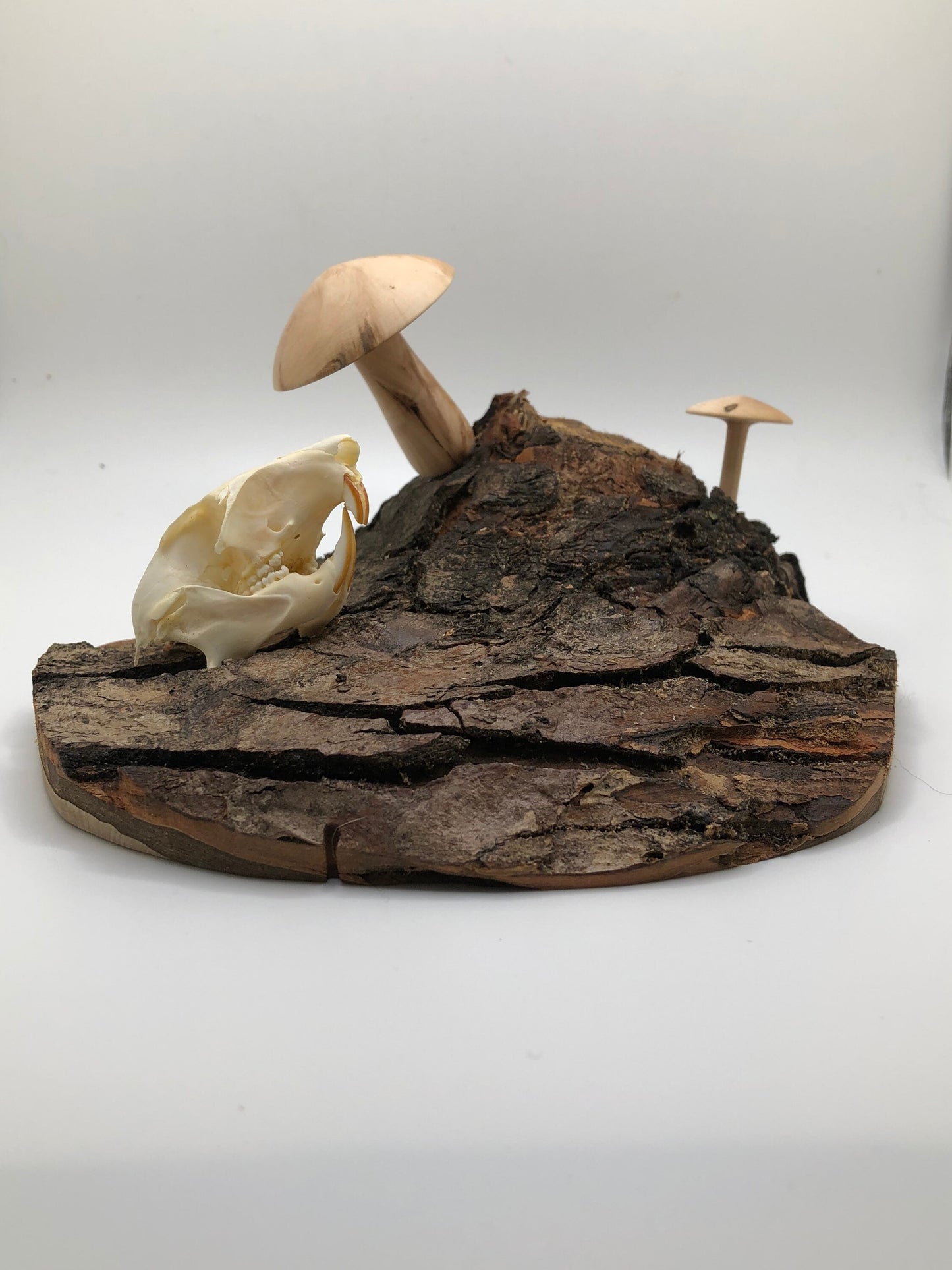 Handmade Skull and Mushrooms Display